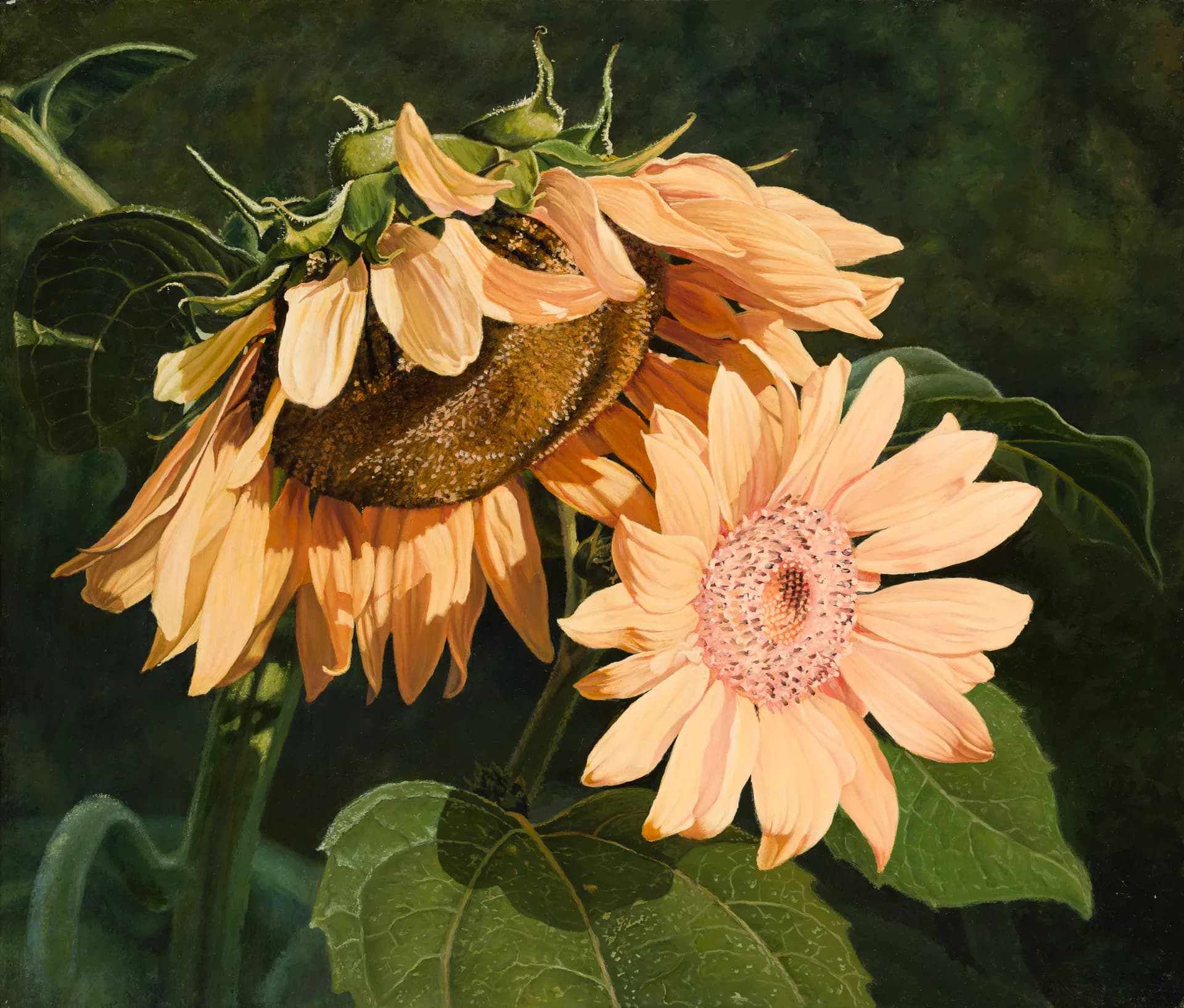 Подсолнухи